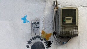 해님 바라기[고양이 눈]