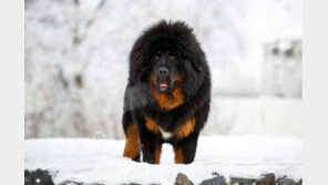 부와 지위의 상징 ‘사자개’… 中서 애물단지로 전락 왜?