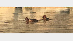 대전 갑천서 희귀 새 ‘검은흰죽지’ 2마리 발견