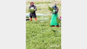 겨울 추위 녹이는 ‘초록빛 미나리’