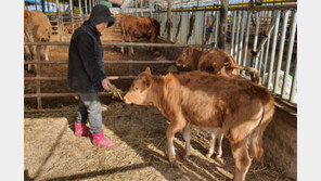 “수해 이긴 쌍둥이 송아지처럼 희망과 용기 가지세요”