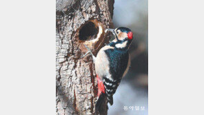 보금자리[고양이 눈]