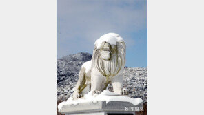 어흥∼ 앞이 안 보여![고양이 눈]