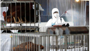 AI 확산으로 오리고기 가격 27% ‘급등’…닭고기·달걀 가격도 치솟아