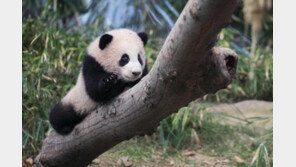 에버랜드 아기 판다 ‘푸바오’, 4일부터 관람객과 만나