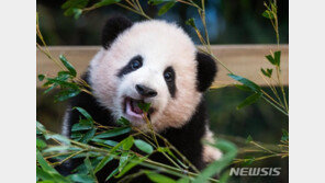 에버랜드 아기 판다 ‘푸바오’, 4일부터 바깥 나들이