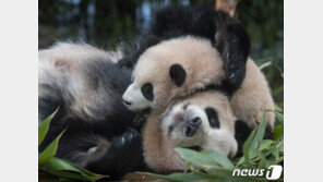 아기 판다 ‘푸바오’의 세상 나들이…‘이젠 떨지 않아요’