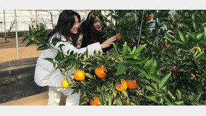 제천서 열매 맺은 천혜향