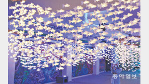 5000마리 정어리떼 ‘빛의 바다’