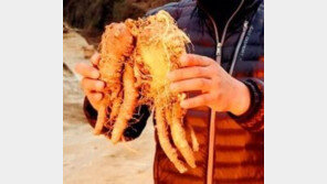 수령 100년 이상 1.2kg 초대형 야생 산더덕 발견…가치는?