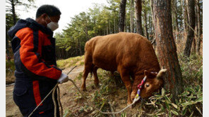 청주 싸움소, 혹한에도 ‘박치기’ 연마