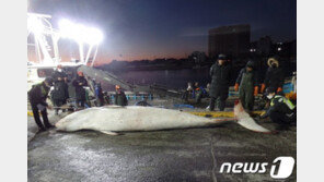 ‘바다의 로또’ 5m 길이 밍크고래 영덕서 혼획…낙찰가는?