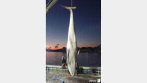 영덕 앞바다서 밍크고래 1마리 죽은 채 발견…6250만원 위판