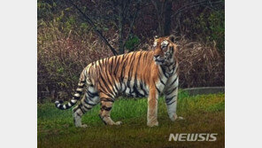 소각됐다던 백두산호랑이 두만 사체, 경북대 냉동고에?
