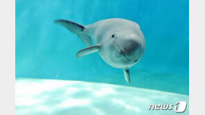 올 들어 벌써 6구…제주서 멸종위기 ‘상괭이’ 사체 잇단 발견