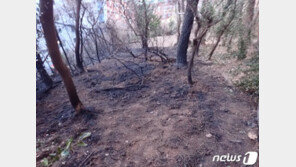 건조주의보 부산 야산에서 불…1시간50분 만에 진화