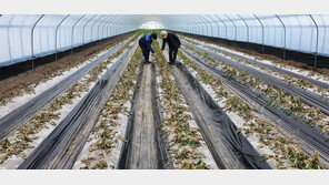 “올해 같은 추위는 처음” 북극발 한파 강타…농작물 ‘꽁꽁’