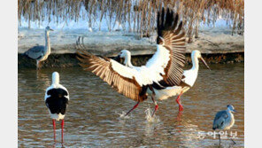 [화보/단독]나는 황새로소이다!