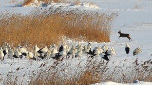 러시아서 방사한 황새, 월동준비 위해 한반도까지 왔다