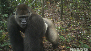 美서 고릴라 코로나19 감염…영장류 감염 세계 최초