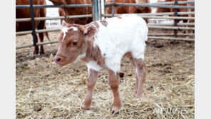 경남 의령서 ‘흰 송아지’ 태어나…“흔치 않는 알비노 현상”