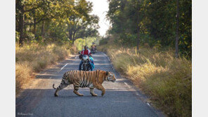 오토바이 앞 ‘어슬렁어슬렁’…운전자 떨게 만든 동물은?