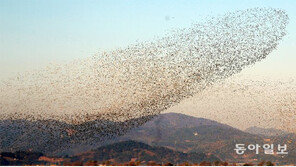 순천만에 찾아 온 가창오리 떼