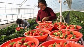 한겨울 딸기수확 분주