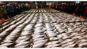 부산 경매장에 1000t 상당 방어 20만 마리