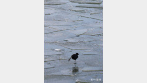 아이고, 발 시려[고양이 눈]