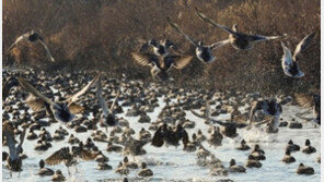 포항 곡강천에 찾아온 겨울 철새