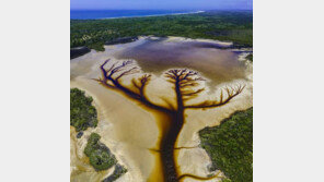 폭풍이 지나간 자리…호주 바닥에 ‘생명의 나무’ 돋아났다