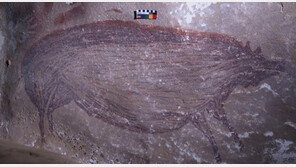 세계 最古 동굴벽화 인니 술라웨시섬서 발견