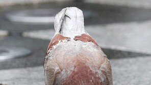 미국→호주 1만3000㎞ 날아온 비둘기…“방역위반 안락사 집행”