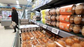 주춤했던 고병원성 AI 한파에 재확산…닭·계란값 10~20%↑