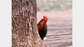 살아있는 닭에 ‘활쏘기 교육’한 아빠…징역 1년