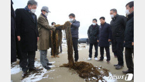 중국발 모자반 2000여톤 신안 양식 김발에 흡착…수거 ‘비상’