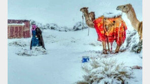 사우디에 이례적 폭설… 낙타 ‘둥절’