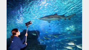 “상어 보러 오세요”