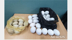 ‘부화중지 오리알’ 4천개 유통·판매…부패위험 식용금지
