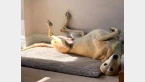 다친 데도 없는데 절뚝거리는 개…대체 무슨 일?