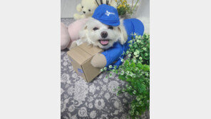 학대 의심 받던 트럭 짐칸 속 ‘경태’, 명예 택배기사 돼