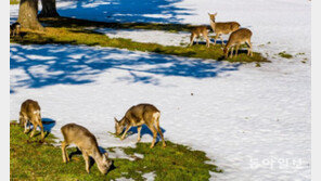 제주 목장서 야생 노루-꽃사슴 동시에 포착