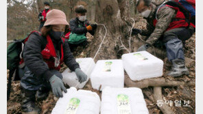 봄의 전령사… 고로쇠 수액 채취 본격 시작