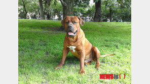 맹견보험 의무화 한 달 앞인데…출시 보험은 ‘0개’