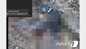 김민석, 길고양이 학대 ‘동물판 n번방’ 금지법 발의