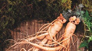 “건강 챙기고 농가 돕고”… 이번 설 선물은 ‘인삼’