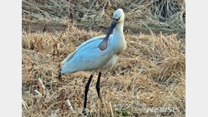 천연기념물 ‘저어새’ 익산 도심 공원서 목격… 시민, 17일 촬영