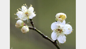 동장군은 어디에?…포근한 날씨에 매화 꽃망울 활짝[청계천 옆 사진관] 