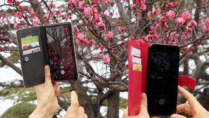 한파 물러난 부산… 고개 내민 홍매화 